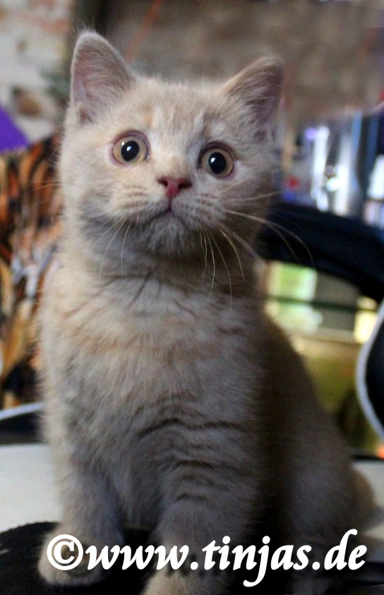 Britisch Kurzhaar fawn tortie</A>